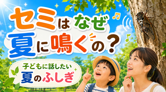セミはなぜ夏に鳴くの？子どもに話したい夏のふしぎ🌳