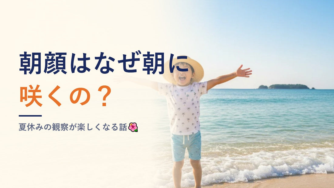 朝顔はなぜ朝に咲くの？夏休みの観察が楽しくなる話🌺