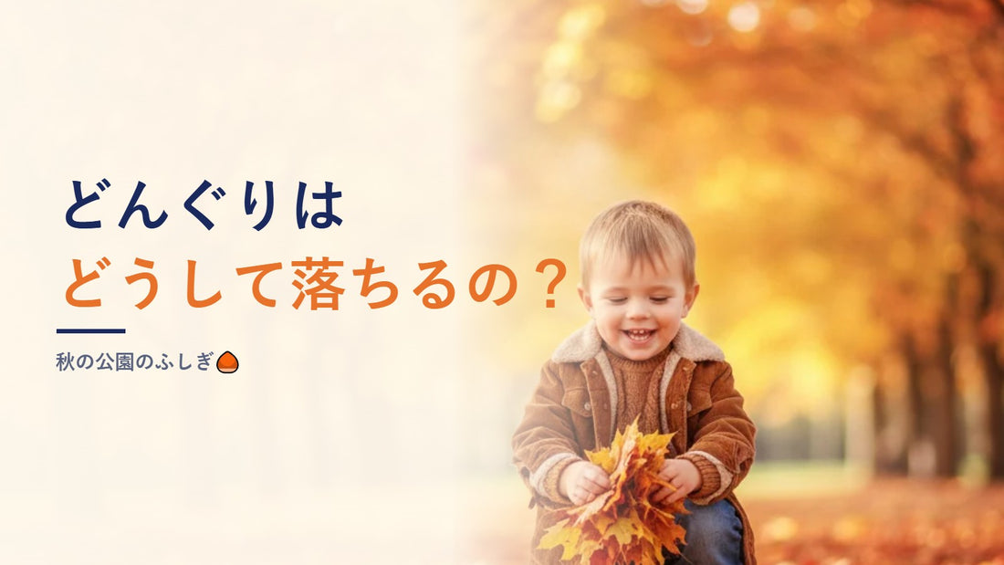 どんぐりはどうして落ちるの？秋の公園のふしぎ🌰