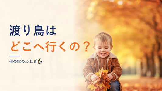 渡り鳥はどこへ行くの？秋の空のふしぎ🦆